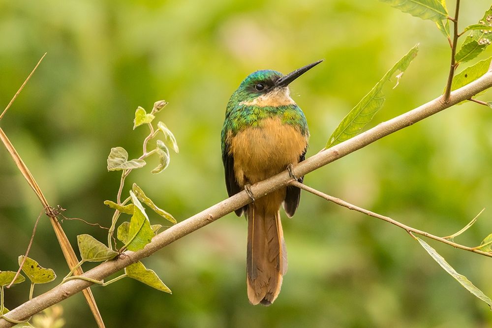 Brazil-Pantanal Rufous-tailed jacamar bird close-up